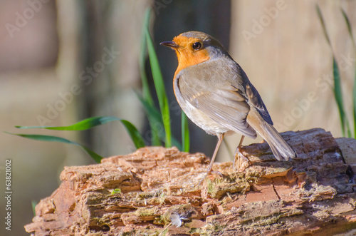 Rouge gorge photo