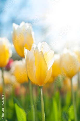 Fototapeta Naklejka Na Ścianę i Meble -  Yellow tulip
