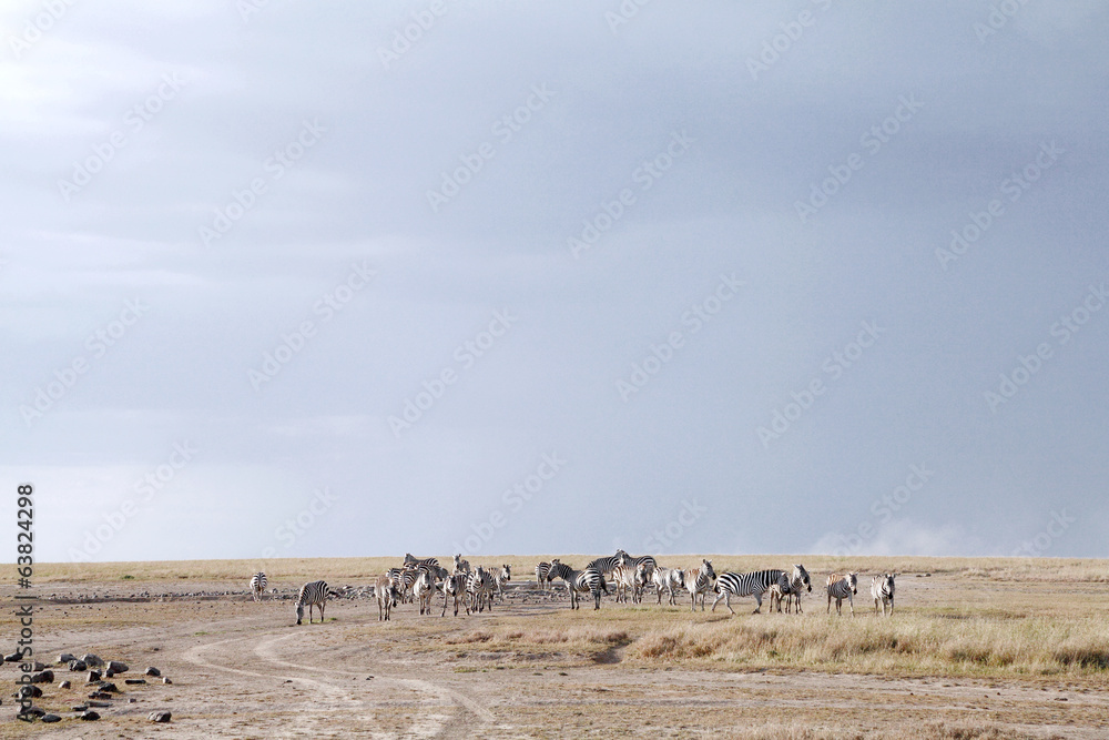 Zebras near a water hole in Ol Pejeta Conservancy, Kenya Zebras near a water hole in Ol Pejeta Conservancy, Kenya