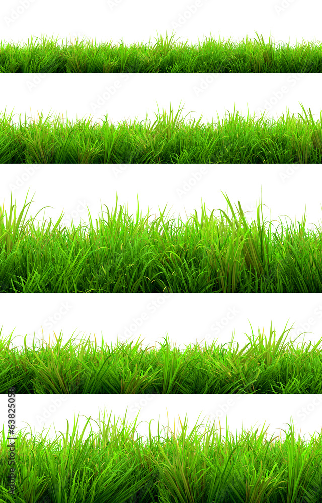 Fototapeta premium green grass summer isolated on white background