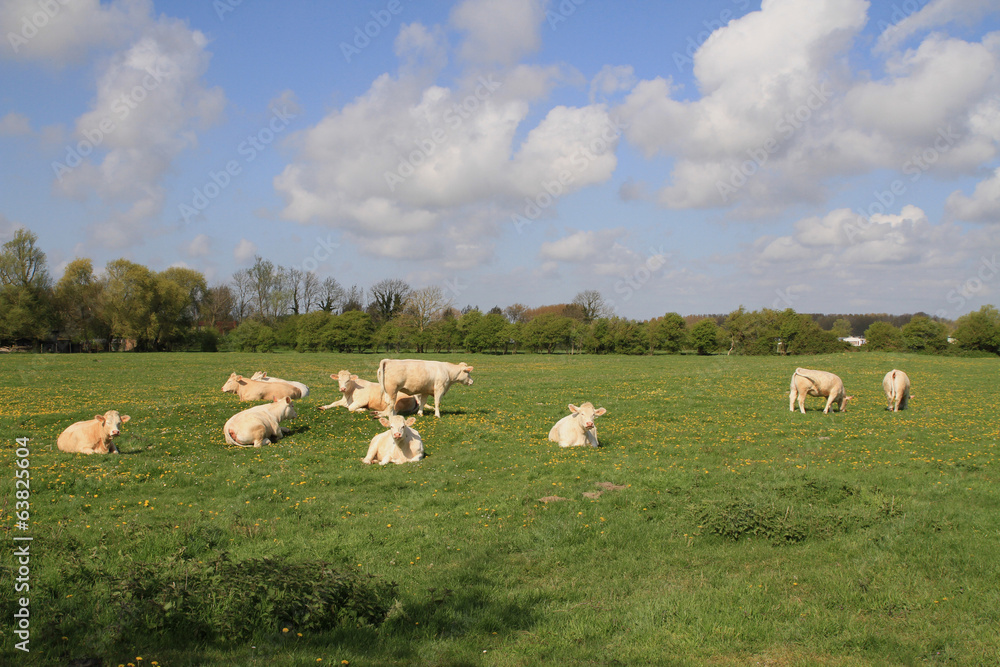 Fototapeta premium vaches