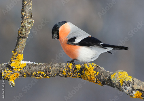 Снегирь, bullfinch