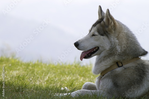 Siberian Husky