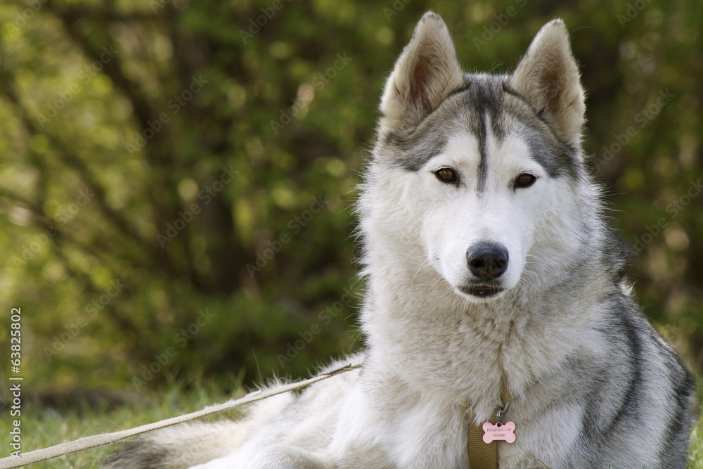 Siberian Husky Siberian Husky