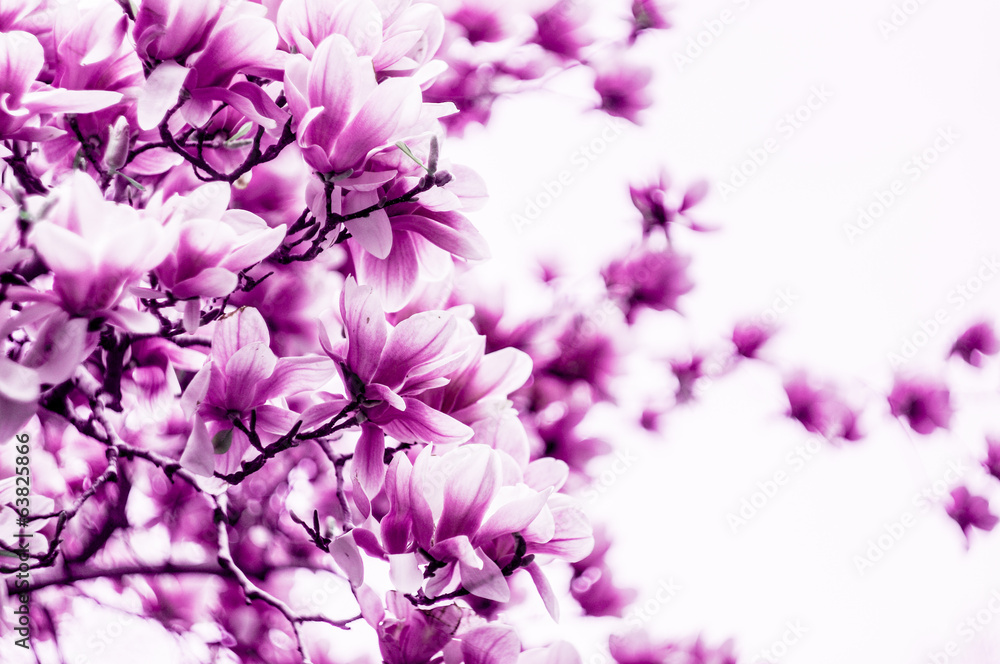 Naklejka premium Magnolia flower blossom