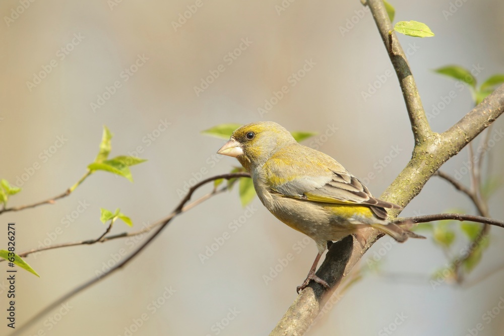 Naklejka premium Greenfinch - Carduelis chloris on a branch