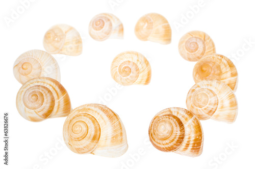 Circle of spiral shells isolated