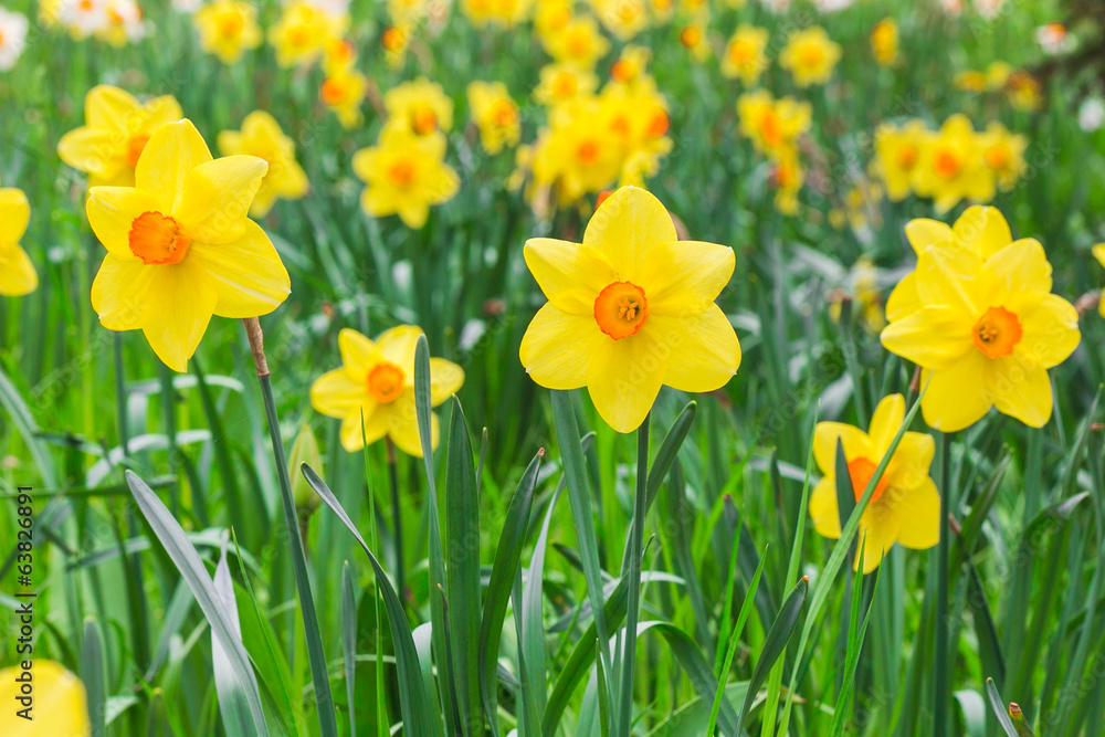 Spring field full of yellow narcises Spring field full of yellow narcises
