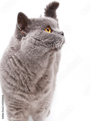 Portrait of a grey british cat
