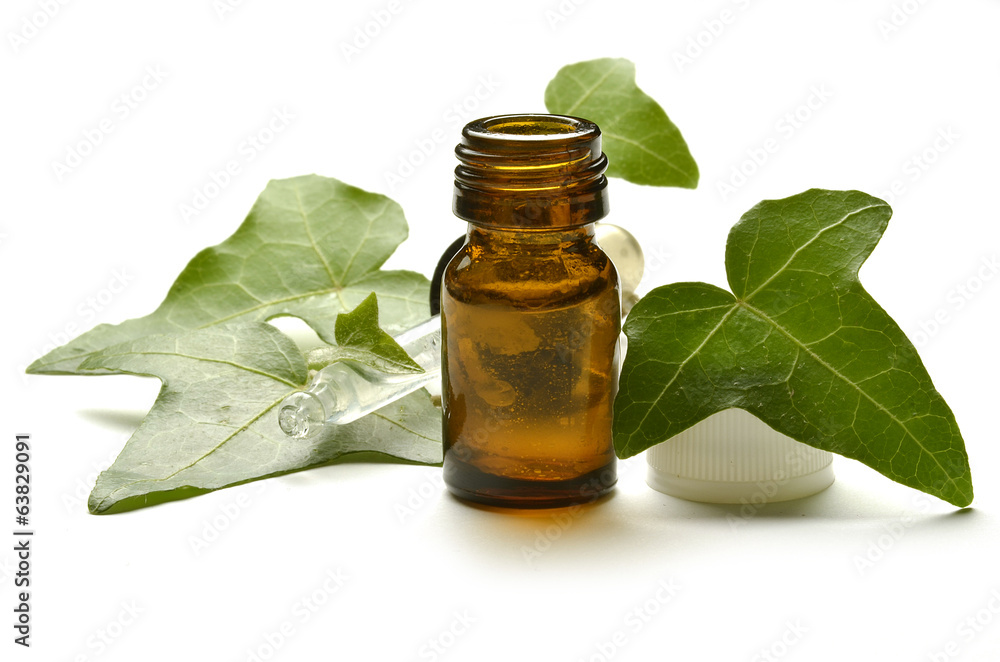 Hedera Ivy Edera Efeu Bluszcz Плющ קיסוס Hedera Ivy Edera Efeu Bluszcz Плющ קיסוס
