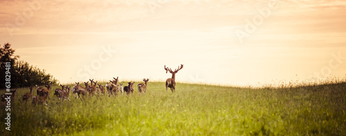 Herd of fallow deer running on forest glade photo
