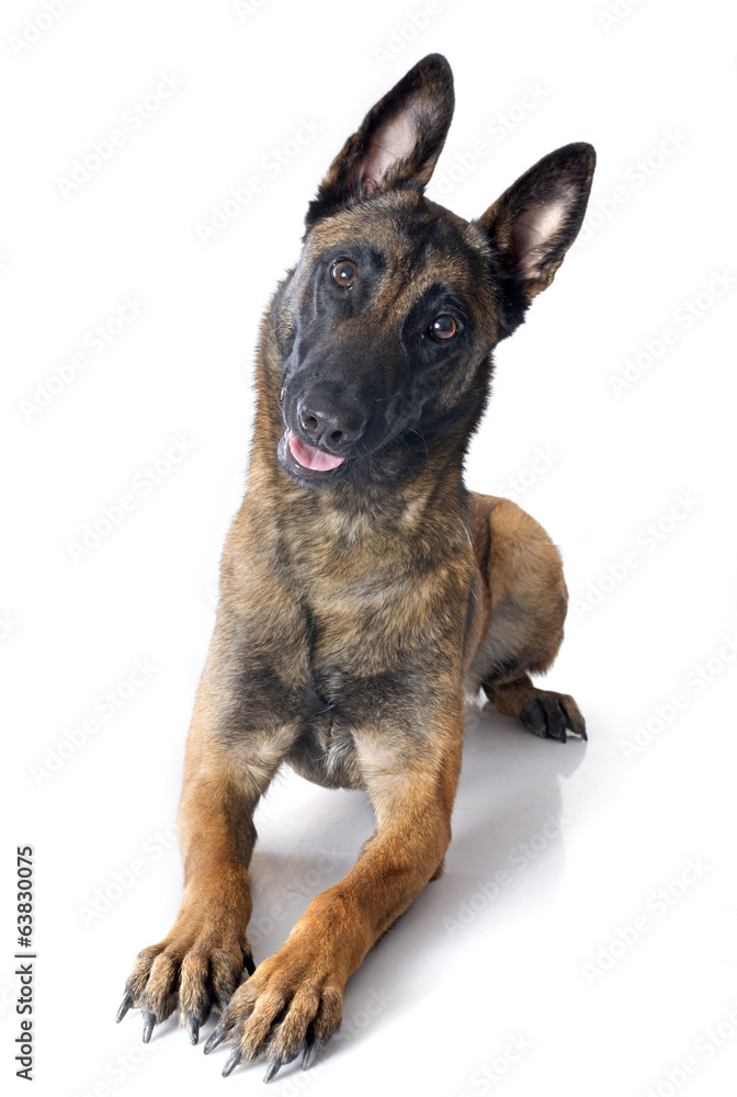 malinois