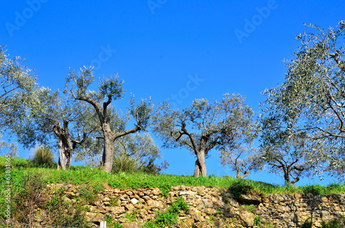 paesaggio collinare a poofino photo