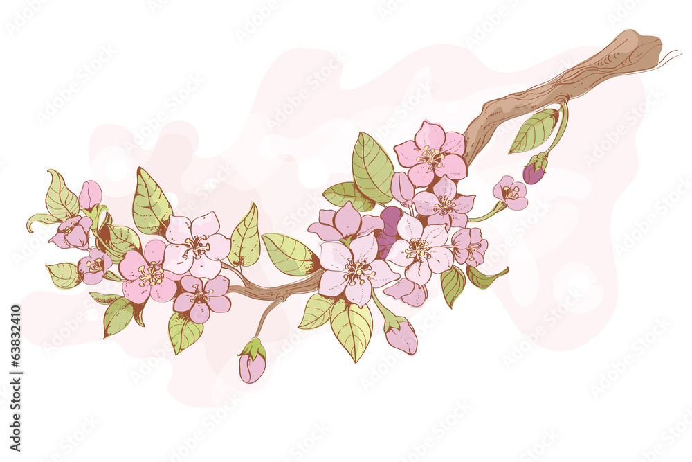 Fototapeta premium Sakura cherry branch