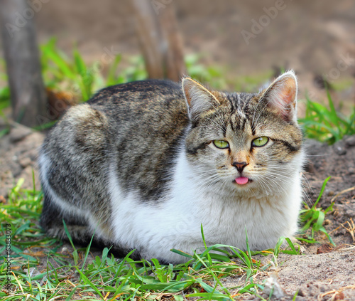 Silly cat