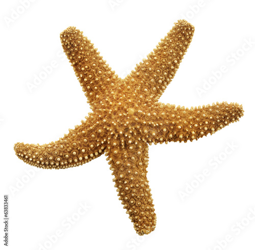 Orange Starfish