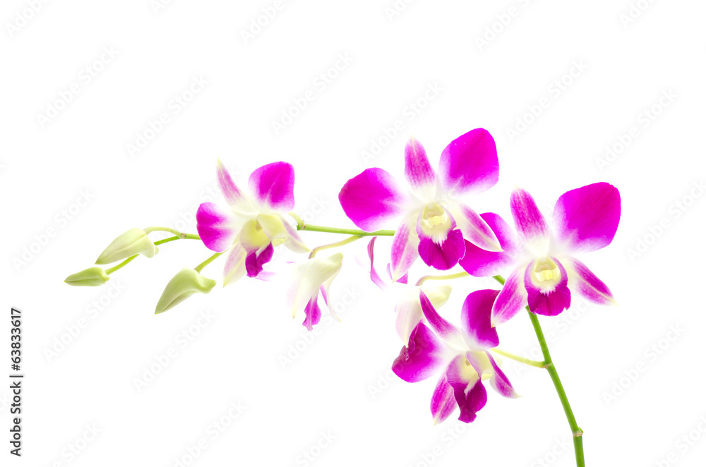Obraz premium Fioletowy kwiat orchidei na białym tle
