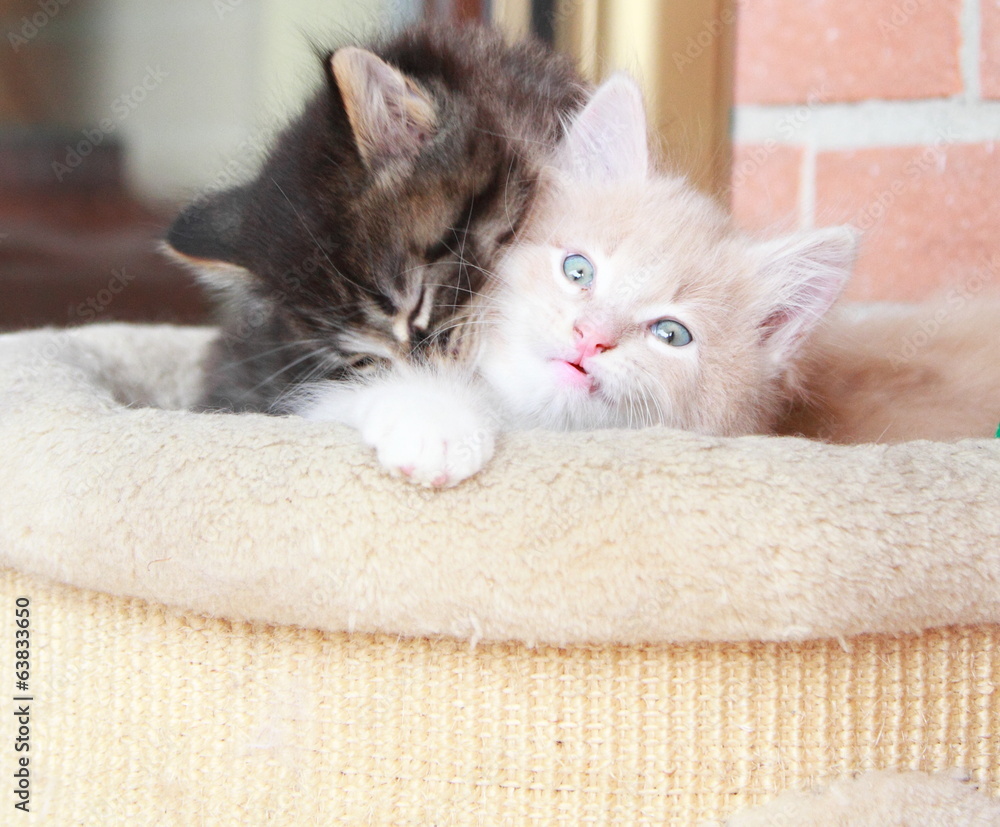 Obraz premium puppies of siberian cat at one month