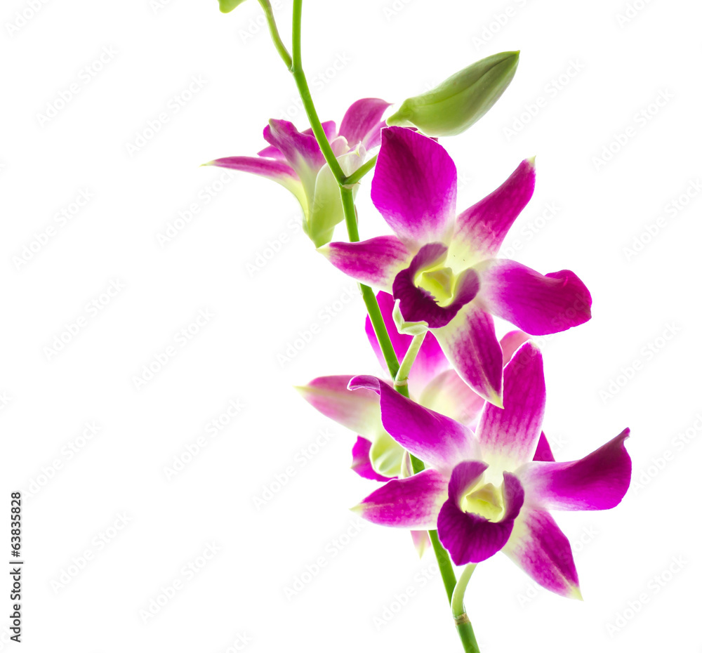 Orchind isolated white background Orchind isolated white background