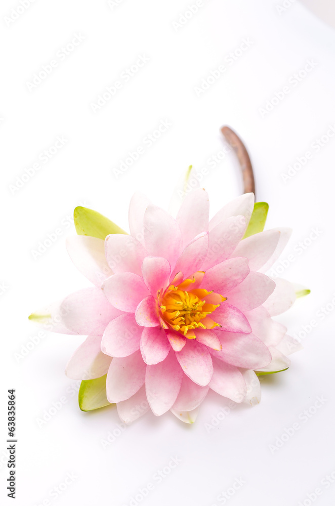 Fototapeta premium Lotus flower isolated white background