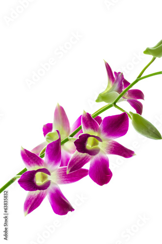 Orchind isolated white background