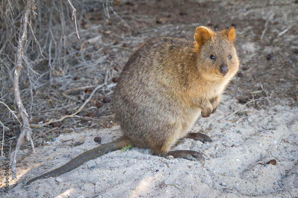 Quokka (Setonix brachyurus) on Rottnest Island Quokka (Setonix brachyurus) on Rottnest Island