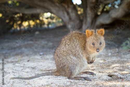 Quokka (Setonix brachyurus) on Rottnest Island