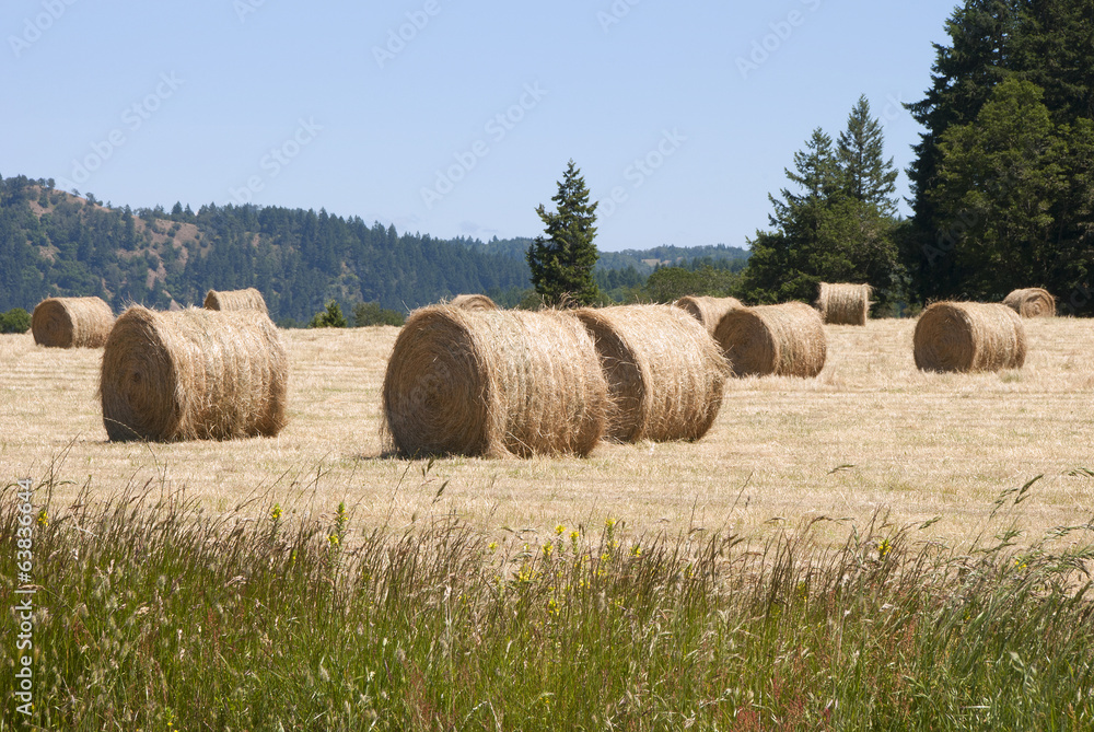 Large round grass hay bales in a summer field Large round grass hay bales in a summer field