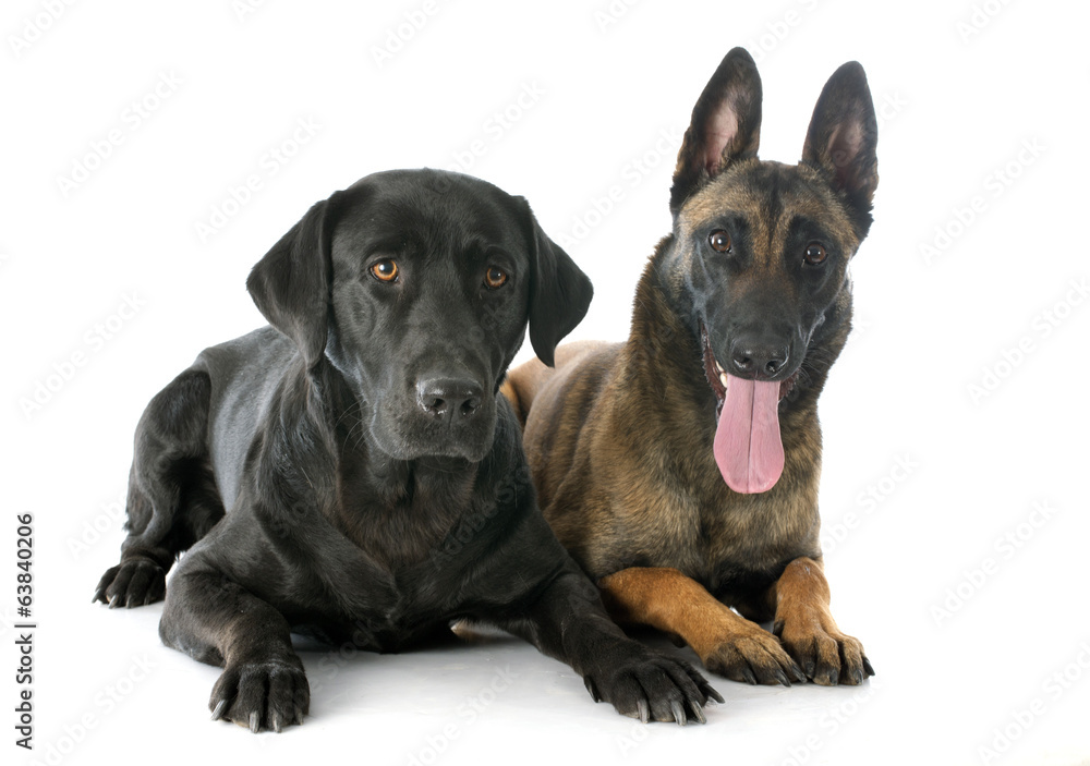 Fototapeta premium malinois and labrador retriever
