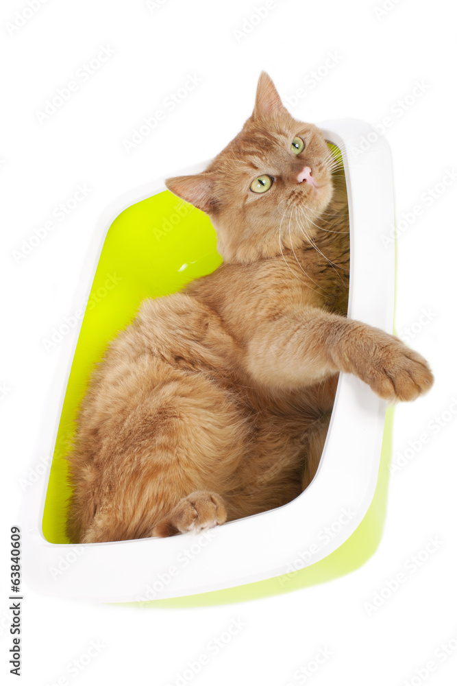 Katze im Katzenklo Stock Photo Adobe Stock