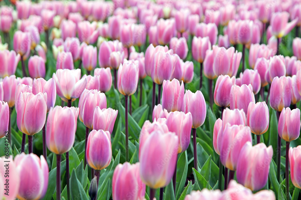 Keukenhof - Garden of Europe, Netherlands Keukenhof - Garden of Europe, Netherlands