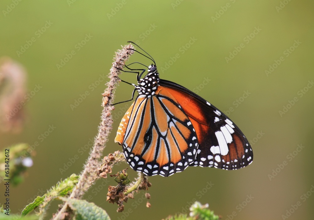 Fototapeta premium Orange butterflies in Thailand