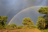 Landscape with heather (Calluna vulgaris) with two rainbows.