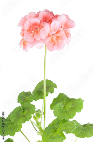 Blossoming pink geranium on a white background