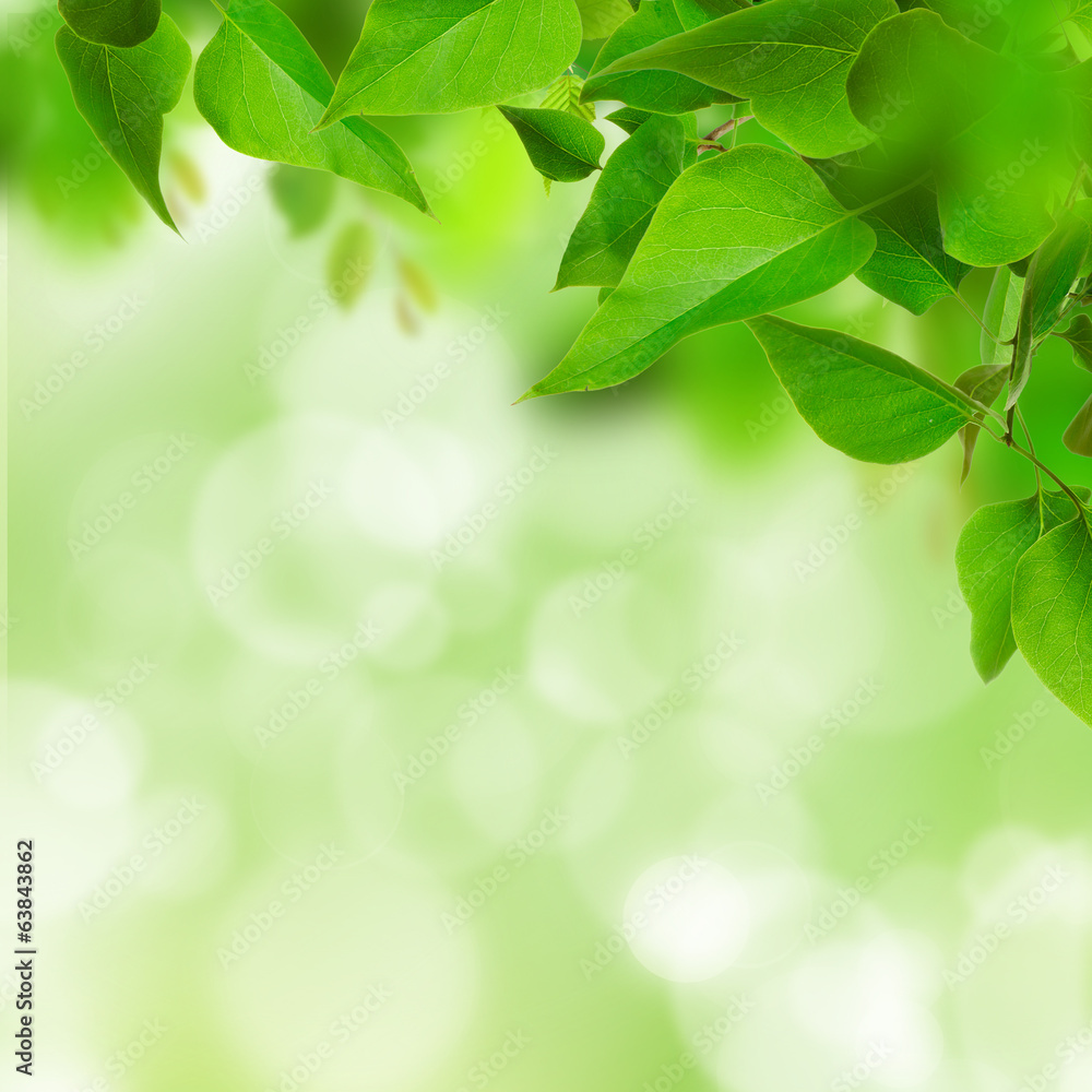 green leaves green leaves