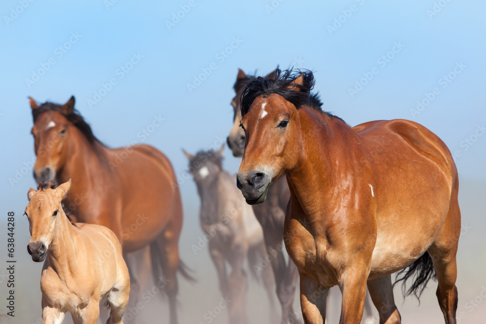 Herd of horses and foals running on blue sky. Herd of horses and foals running on blue sky.