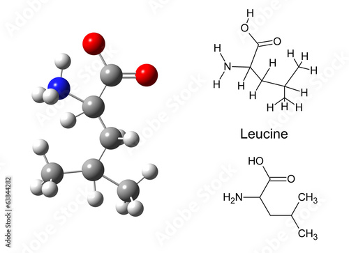 Structural model of leucine molecule