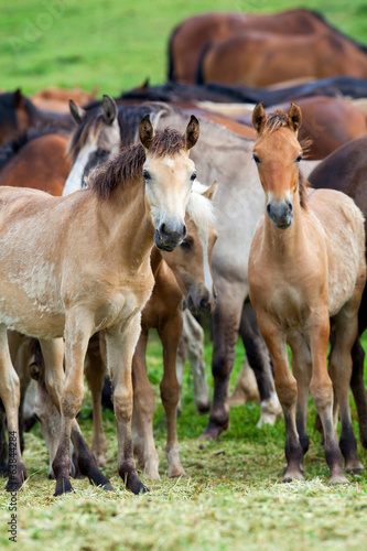 Group of horses looking at camera, Herd of animals.