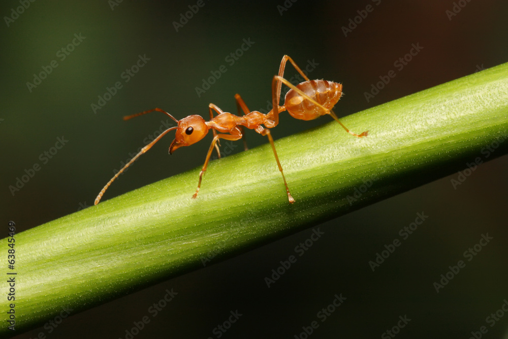 Ant walking to Foraging on a branch. Ant walking to Foraging on a branch.