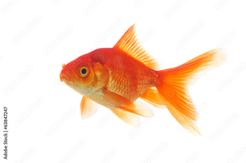 Golden fish Golden fish