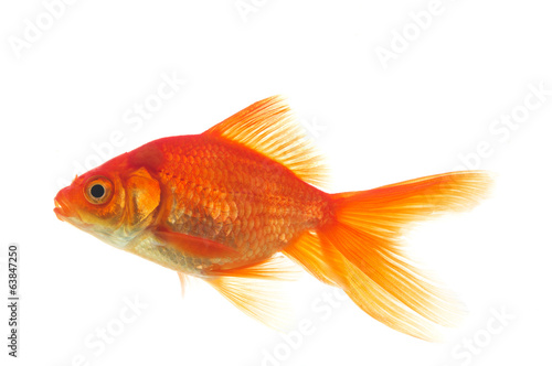 Fotografia, Obraz Golden fish
