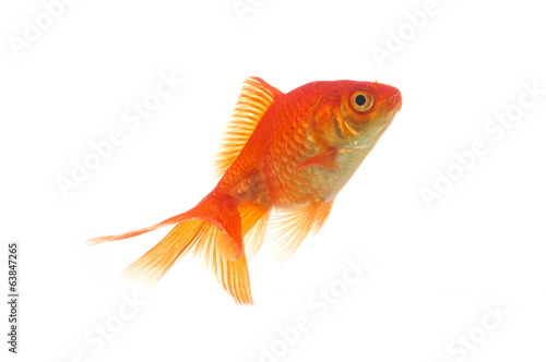 Golden fish Fototapet