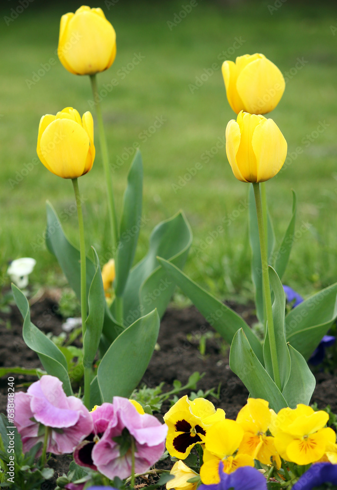 Obraz premium four yellow tulip flower spring season