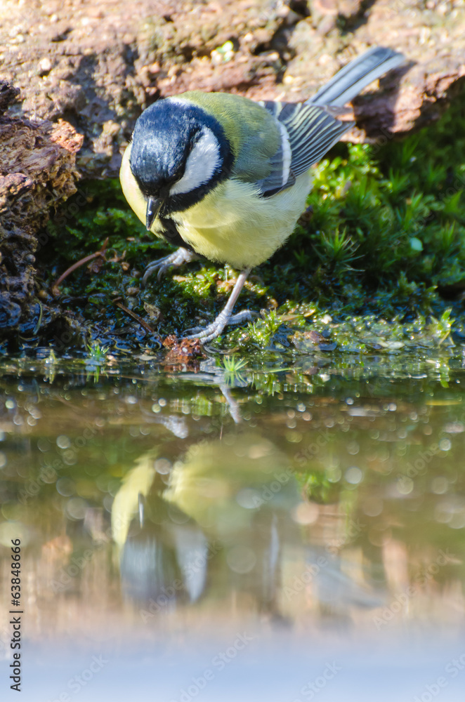 Obraz premium Mésange