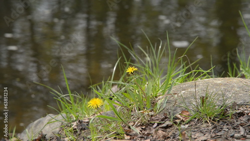 flower with a creek photo