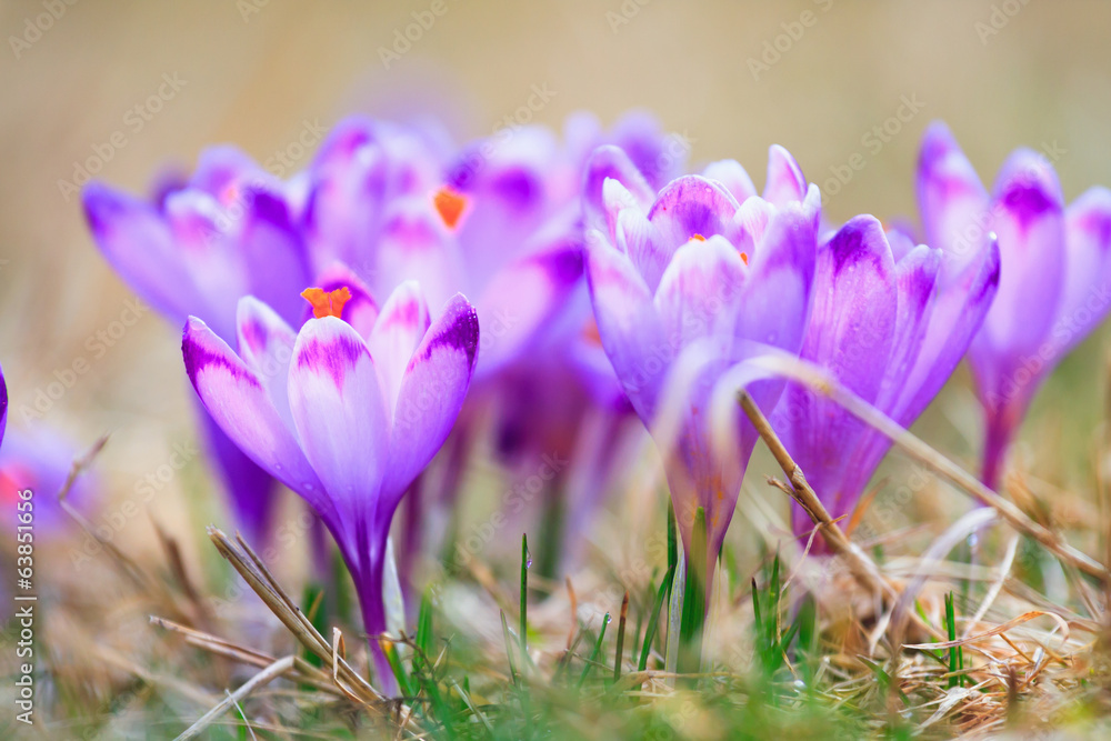 Blooming violet crocuses, spring flower Blooming violet crocuses, spring flower