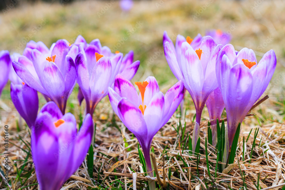 Blooming violet crocuses, spring flower Blooming violet crocuses, spring flower