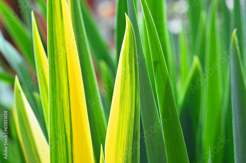 Fototapeta Naklejka Na Ścianę i Meble -  grass