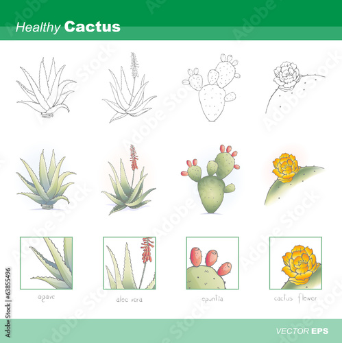 Healthy cactus