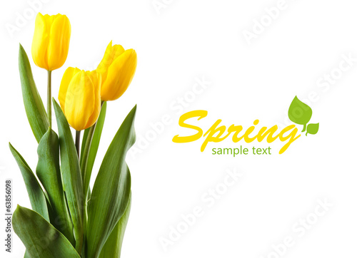 Fototapeta Naklejka Na Ścianę i Meble -  Beautiful tulips isolated on white